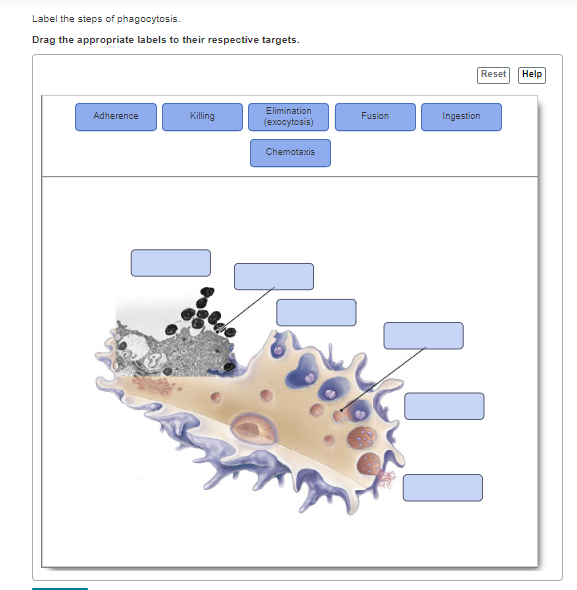 Solved Label The Steps Of Phagocytosis Drag The Appropriate