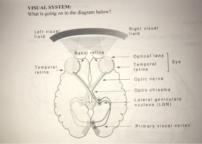 Solved VISUAL SYSTEM What is going on in the diagram below? | Chegg.com