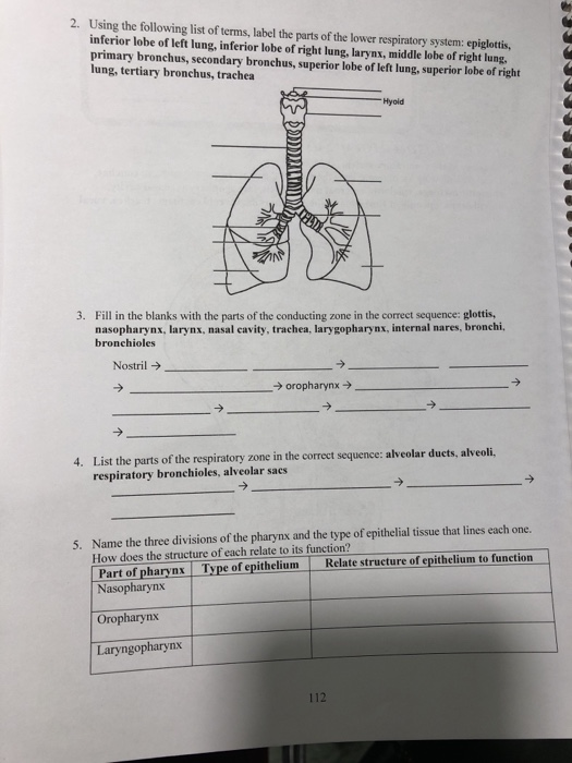 Label The Respiratory System Answers Ythoreccio