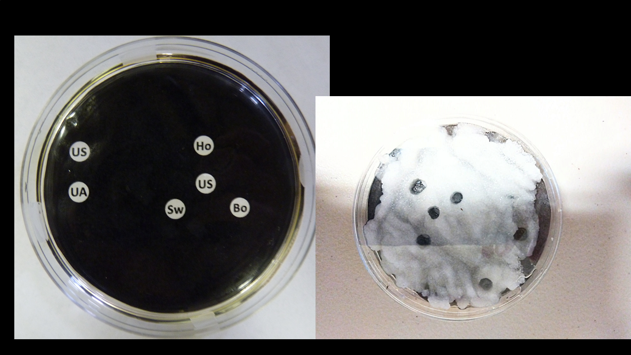 Solved Exercise 3 Agar Gel Immunodiffusion (AGID) Quickly | Chegg.com