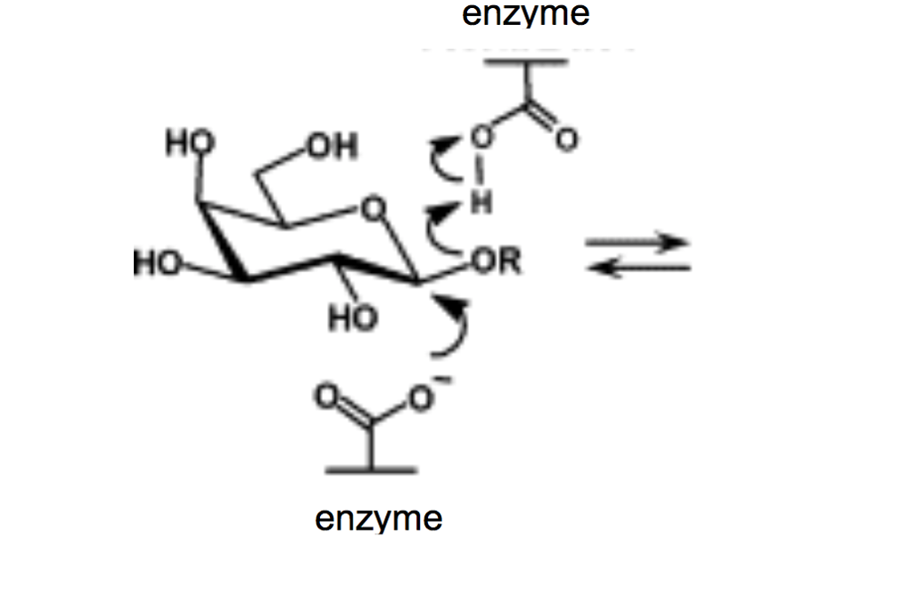 Solved The enzyme βgalactosidase catalyzes the reaction