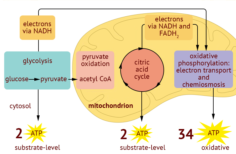 inputs and outputs of cellular respiration