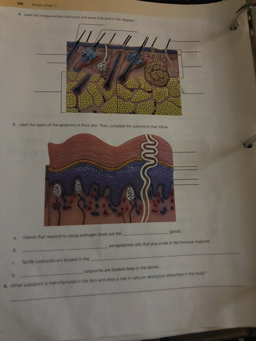 Solved 100 Sheet 7 4. Label the integumentary structures and | Chegg.com