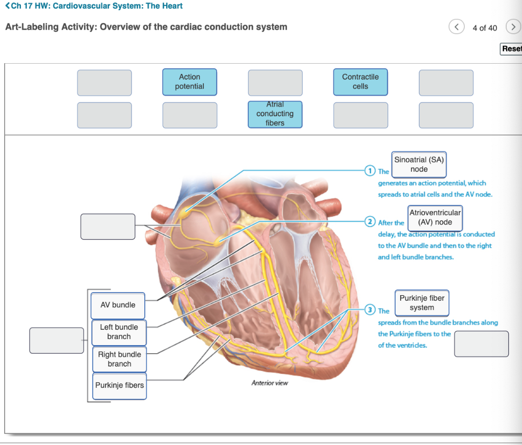 Heart Labeling Activity