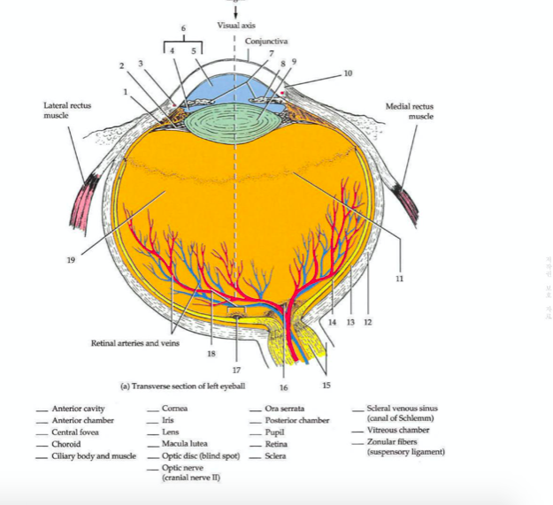 Solved Visual acis Conjunctiva Lateral rectus muscle Medial | Chegg.com