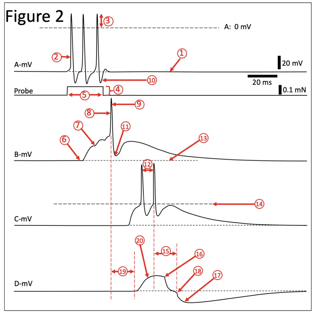 Solved Correctly label Figure 2 with the corresponding | Chegg.com