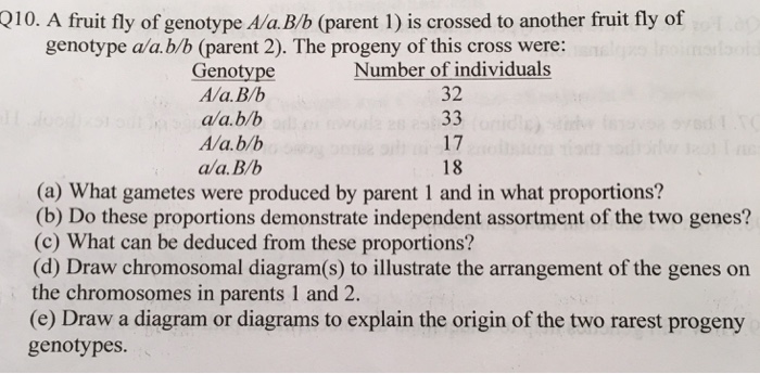 Solved A Fruit Fly Of Genotype A/a. B/b (parent 1) Is | Chegg.com