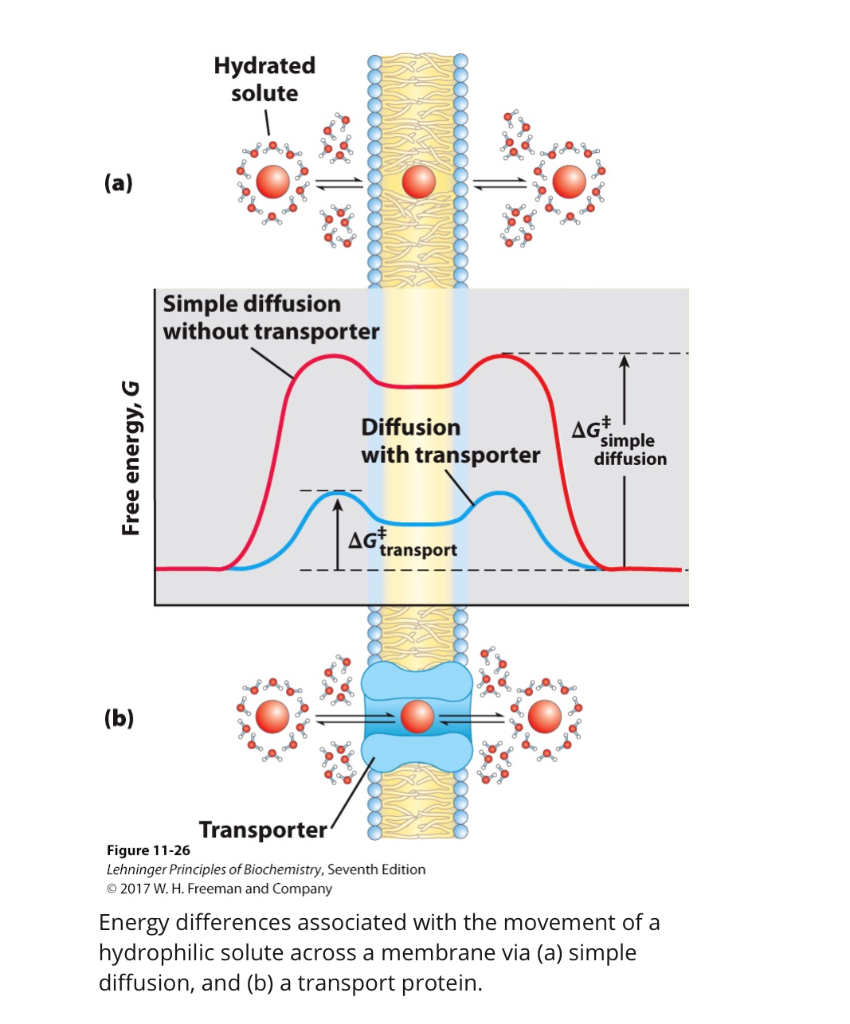 Solved Hydrated solute (a) Simple diffusion without | Chegg.com