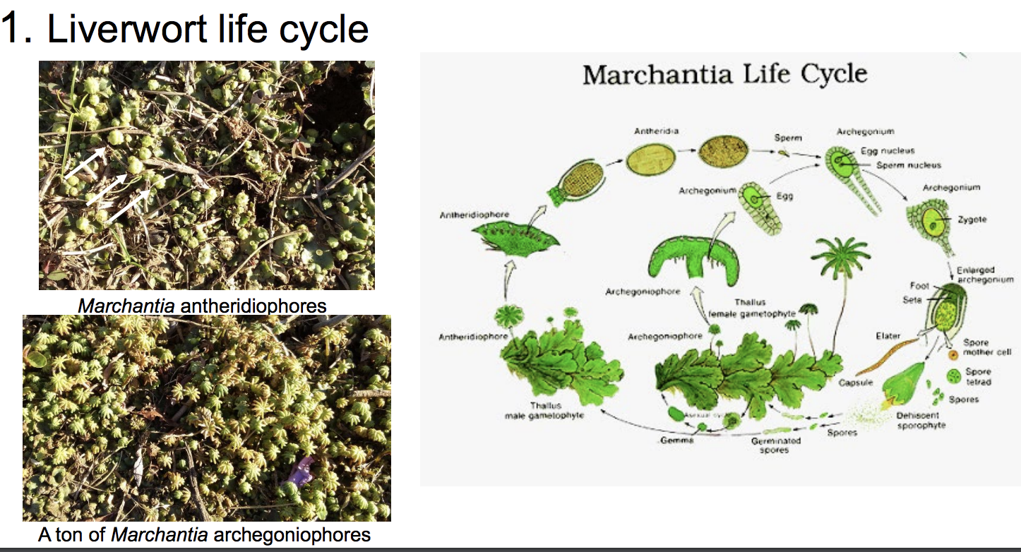 What Is Marchantia Capsule