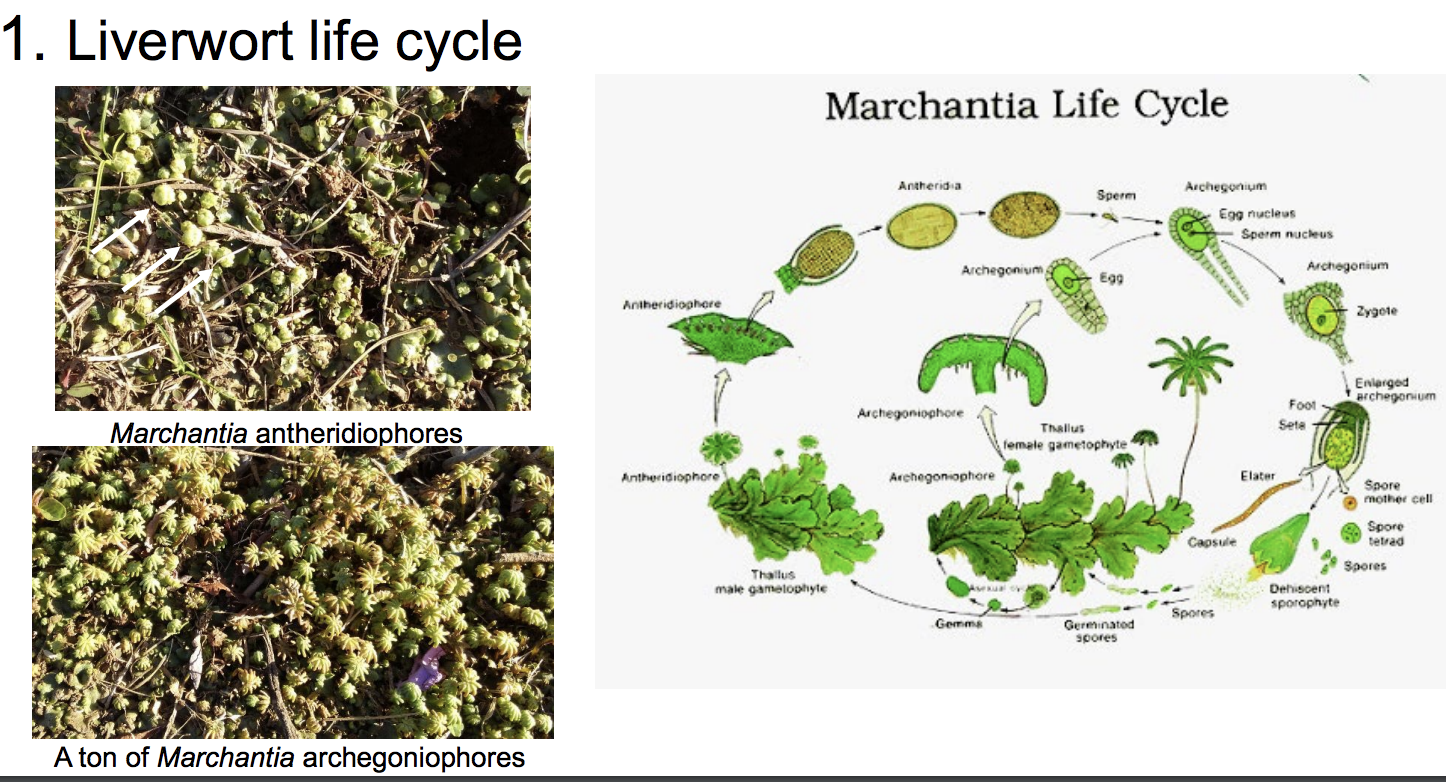 Liverwort Life Cycle Liverwort Over 432 Royalty Free Licensable Stock