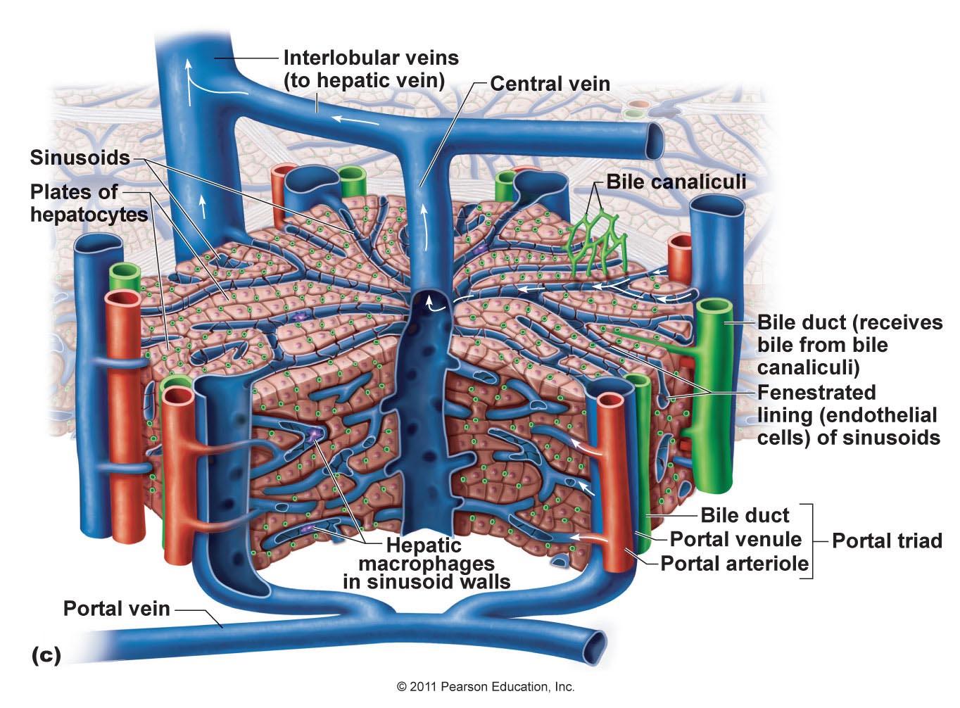 portal triad gross anatomy