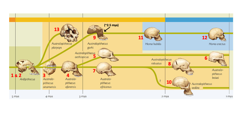 Solved Match the statements below about the various hominids | Chegg.com