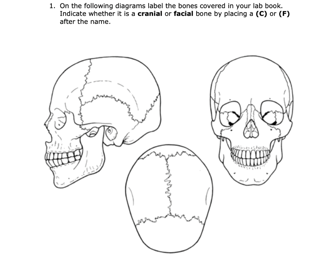 cranial bones unlabeled