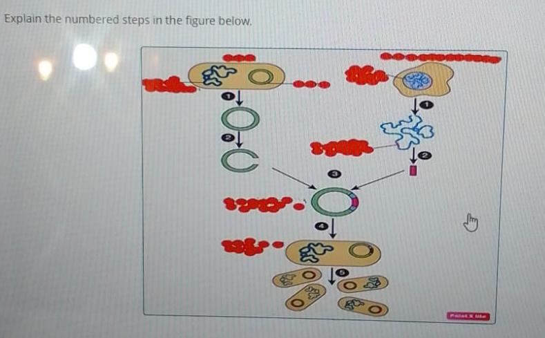 Solved Explain the numbered steps in the figure below. | Chegg.com