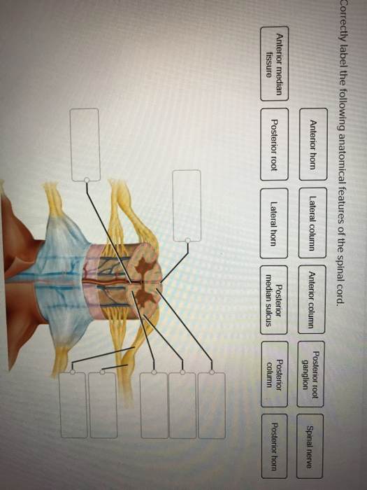 Solved Correctly label the following anatomical features of | Chegg.com