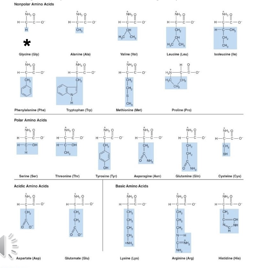 Solved Which amino acid side chain forms a ring with its own