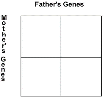 Solved Complete the Punnett Square for a cross of the | Chegg.com