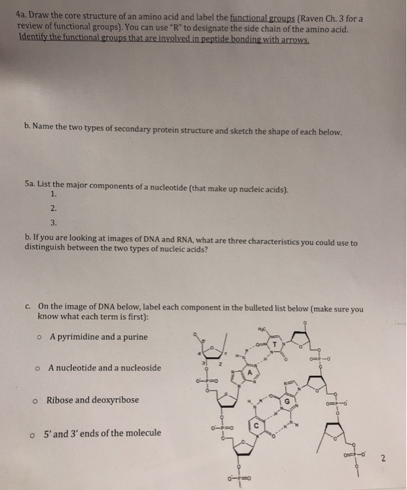Solved 4a. Draw the core structure of an amino acid and | Chegg.com