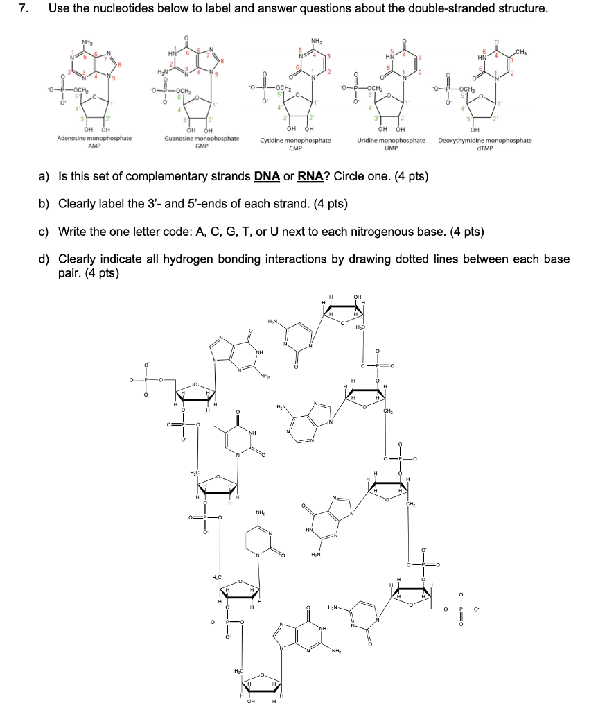 Solved 7 Use The Nucleotides Below To Label And Answer 8600