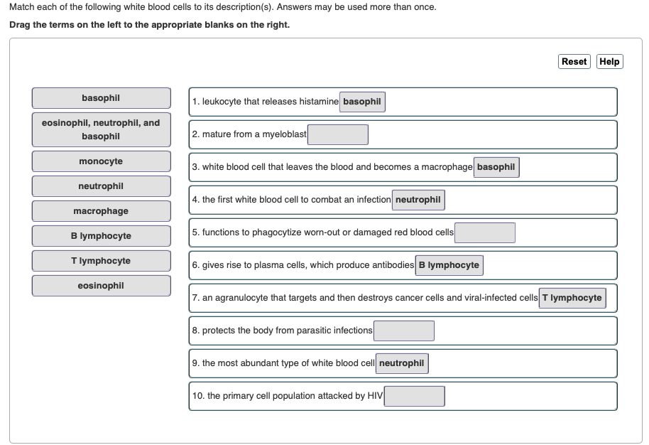 Solved Match Each Of The Following White Blood Cells To I Chegg Com