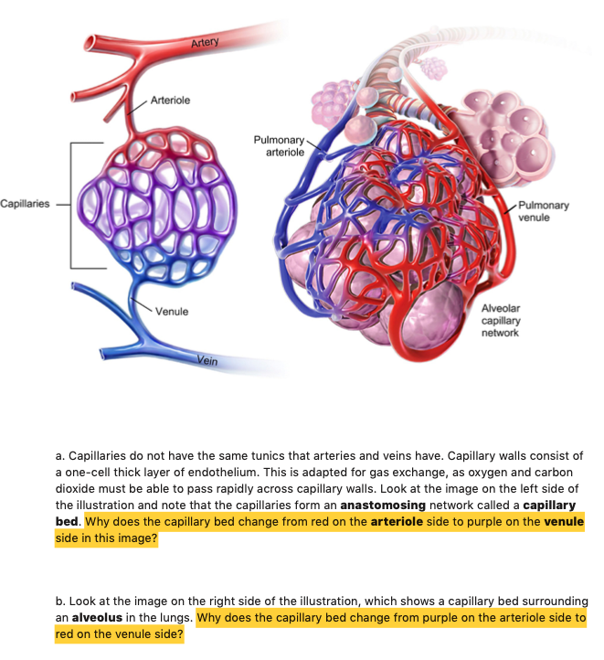 Solved Artery Arteriole Pulmonary arteriole Capillaries | Chegg.com