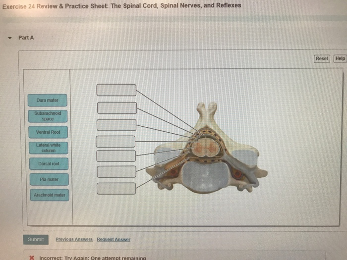Solved Exercise 24 Review Practice Sheet The Spinal Cord Chegg Solved Exercise 24 Review Practice Sheet The Spinal Cord Chegg