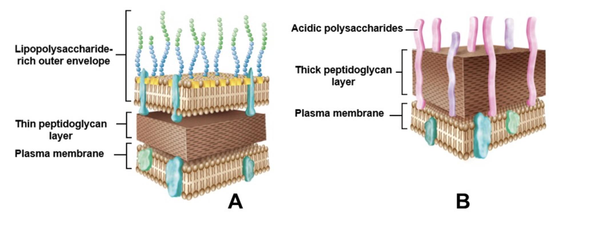 Solved The cell wall of a bacterium consists only of (a | Chegg.com