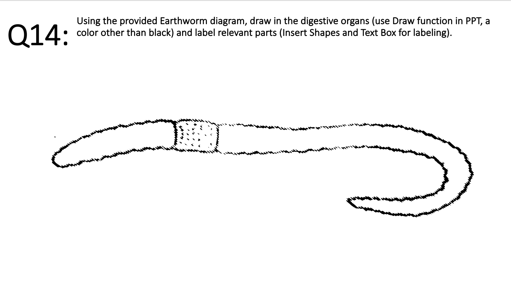 Solved Q14: Using the provided Earthworm diagram, draw in