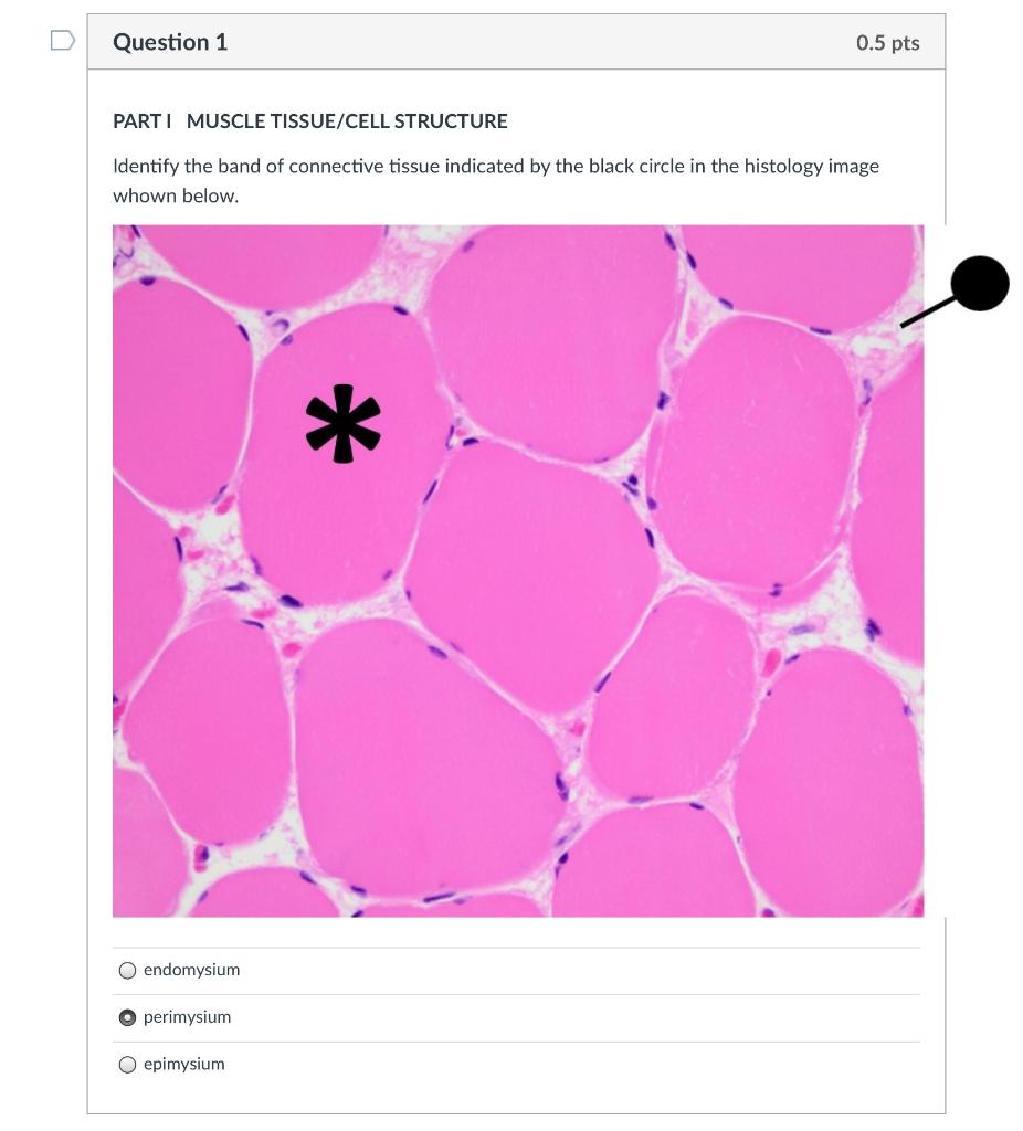 Solved Question 1 0 5 Pts Parti Muscle Tissue Cell Structure Chegg Com