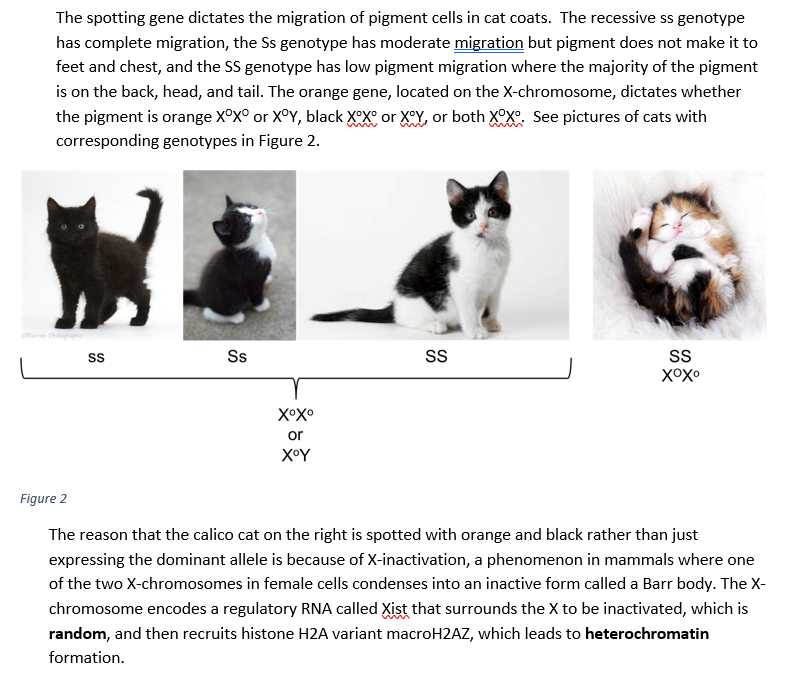 calico cats genetics