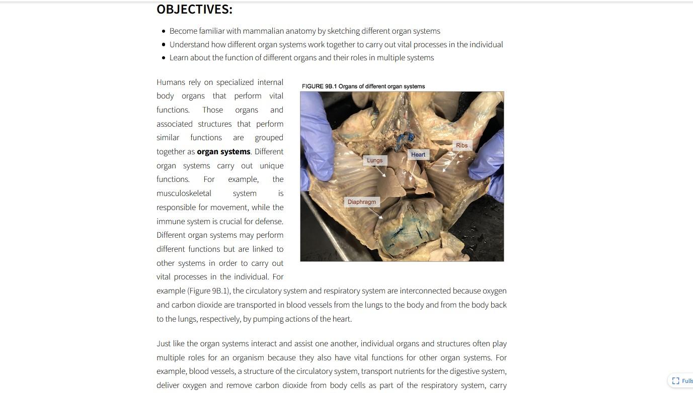 OBJECTIVES: • Become familiar with mammalian anatomy by sketching different organ systems • Understand how different organ sy