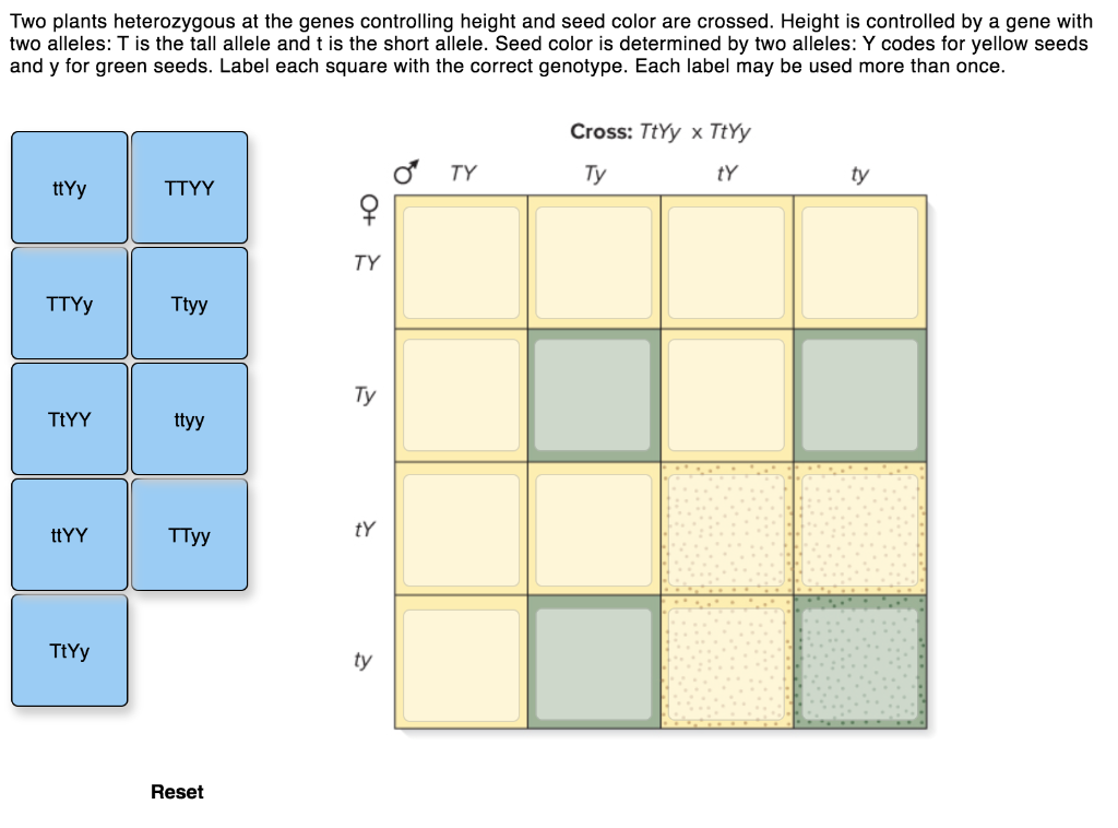 Solved Two plants heterozygous at the genes controlling