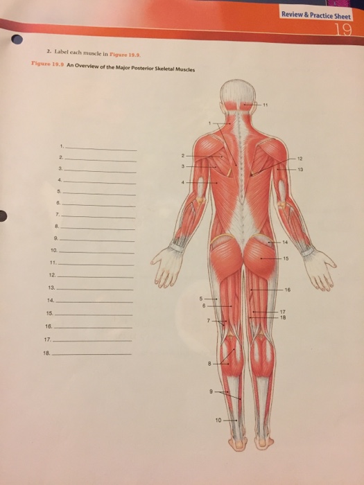 Solved Review &Practice Sheet 2. Label each muscle in Figure | Chegg.com