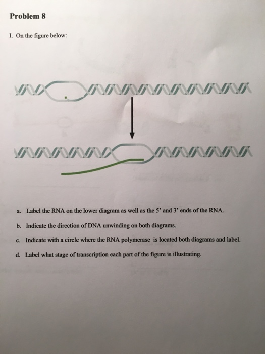 Solved On the figure below: Label the RNA on the lower | Chegg.com