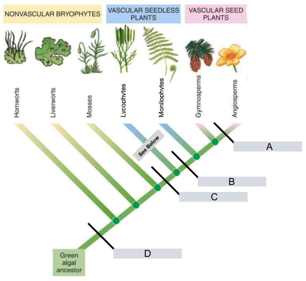 Solved The cladogram has four boxes labelled A through D. | Chegg.com