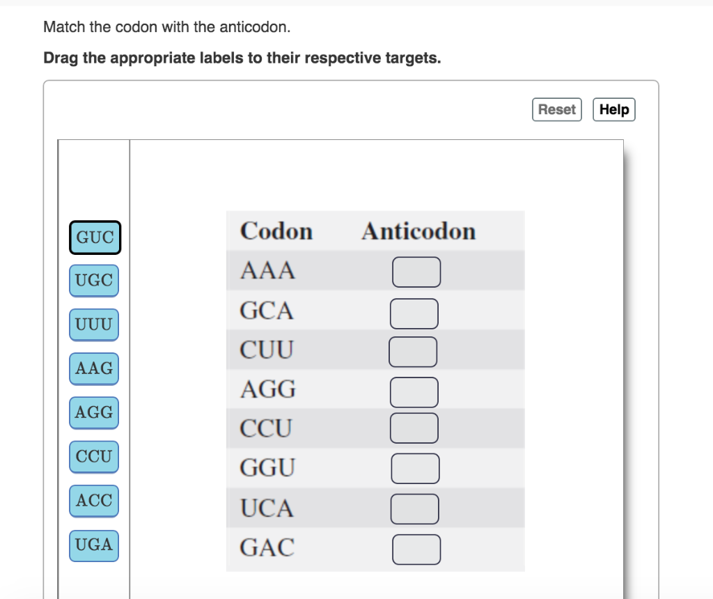 Solved Match The Codon With The Anticodon Drag The Appro Chegg Com