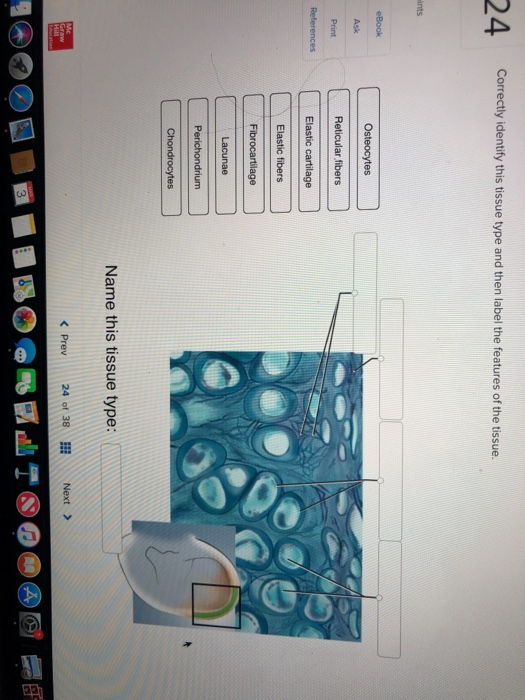 Solved Correctly identify this tissue type and then label | Chegg.com