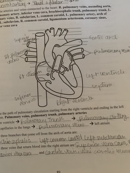 he arteries and veins connected to the heart: R. | Chegg.com