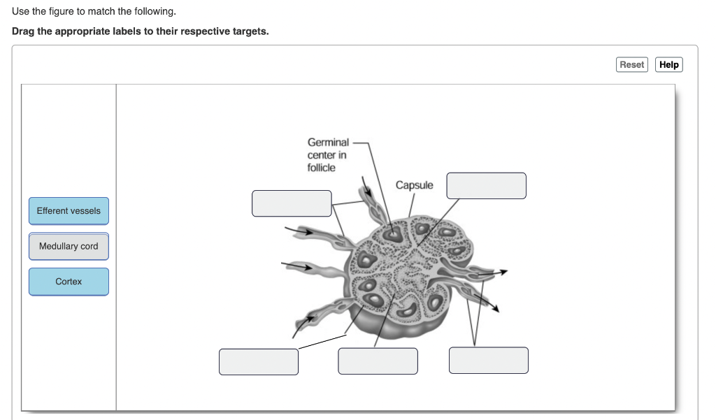 Solved Use The Figure To Match The Following. Drag The | Chegg.com