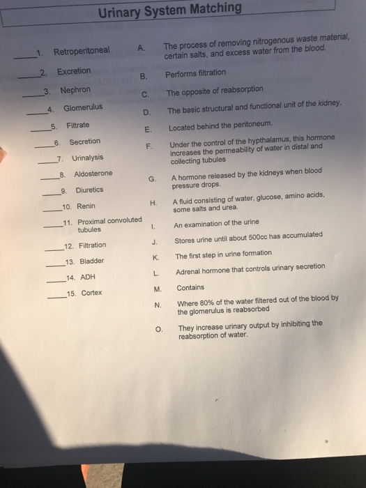 Anatomy Quiz Urinary System