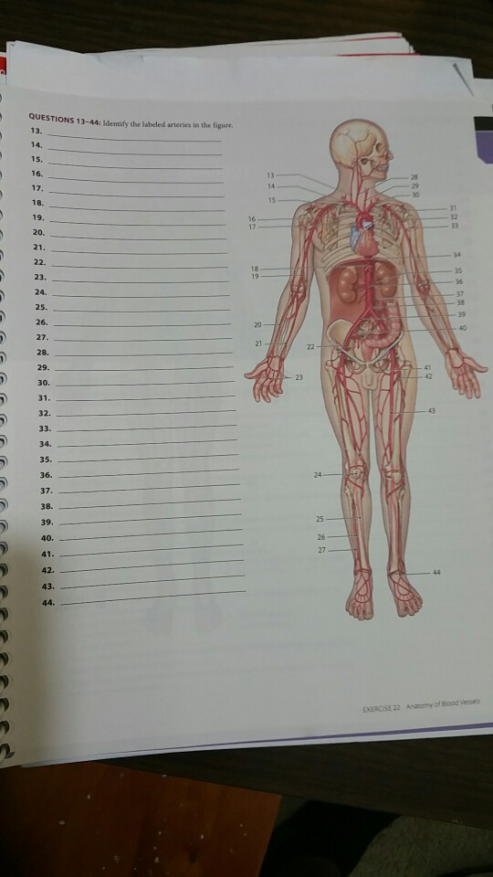 Solved Questions 13 44 If The Labeled Arteries In The Fi Chegg Com