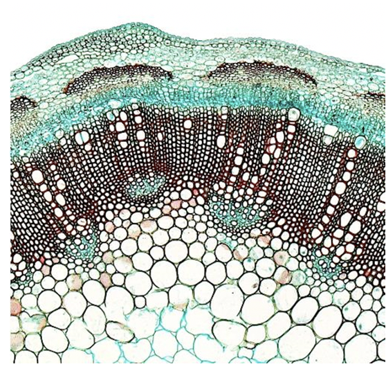 Solved Label this cross-section of a first-year woody stem | Chegg.com