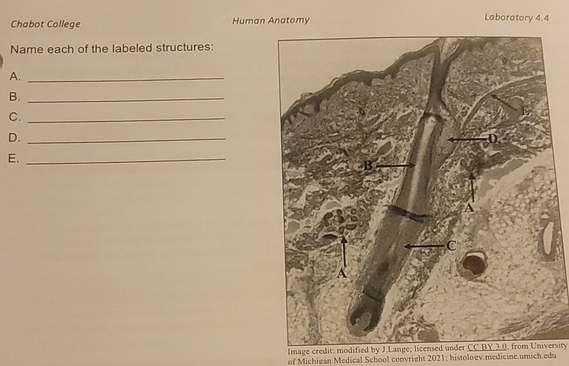 Solved Name Each Of The Labeled StructuresABCDE | Chegg.com