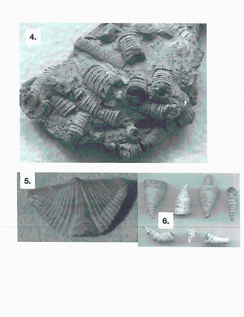 Solved Identify all fossil specimens provided by your | Chegg.com
