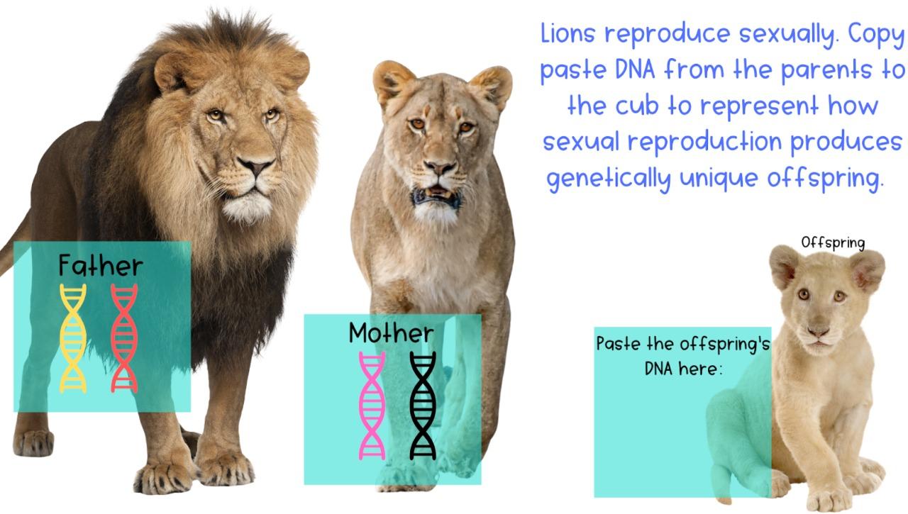 Solved Parent DIDIē Strawberries reproduce asexually Copy