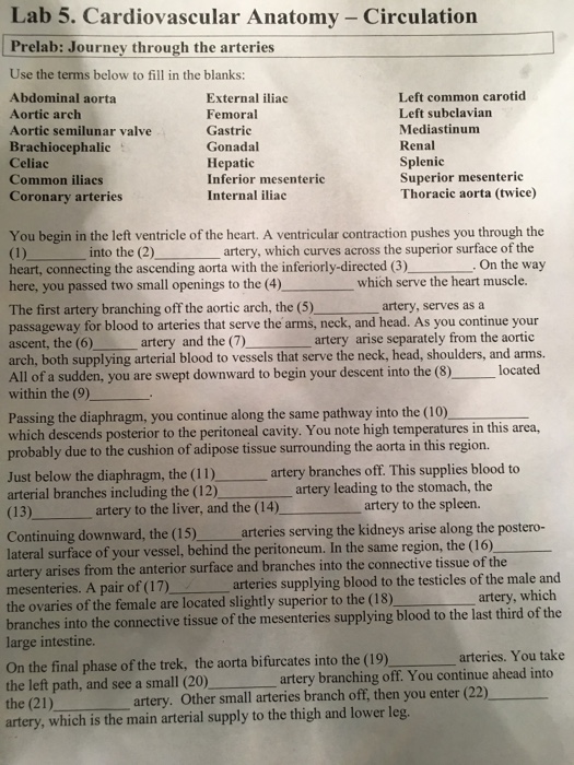 Solved Lab 5. Cardiovascular Anatomy- Circulation Prelab: 