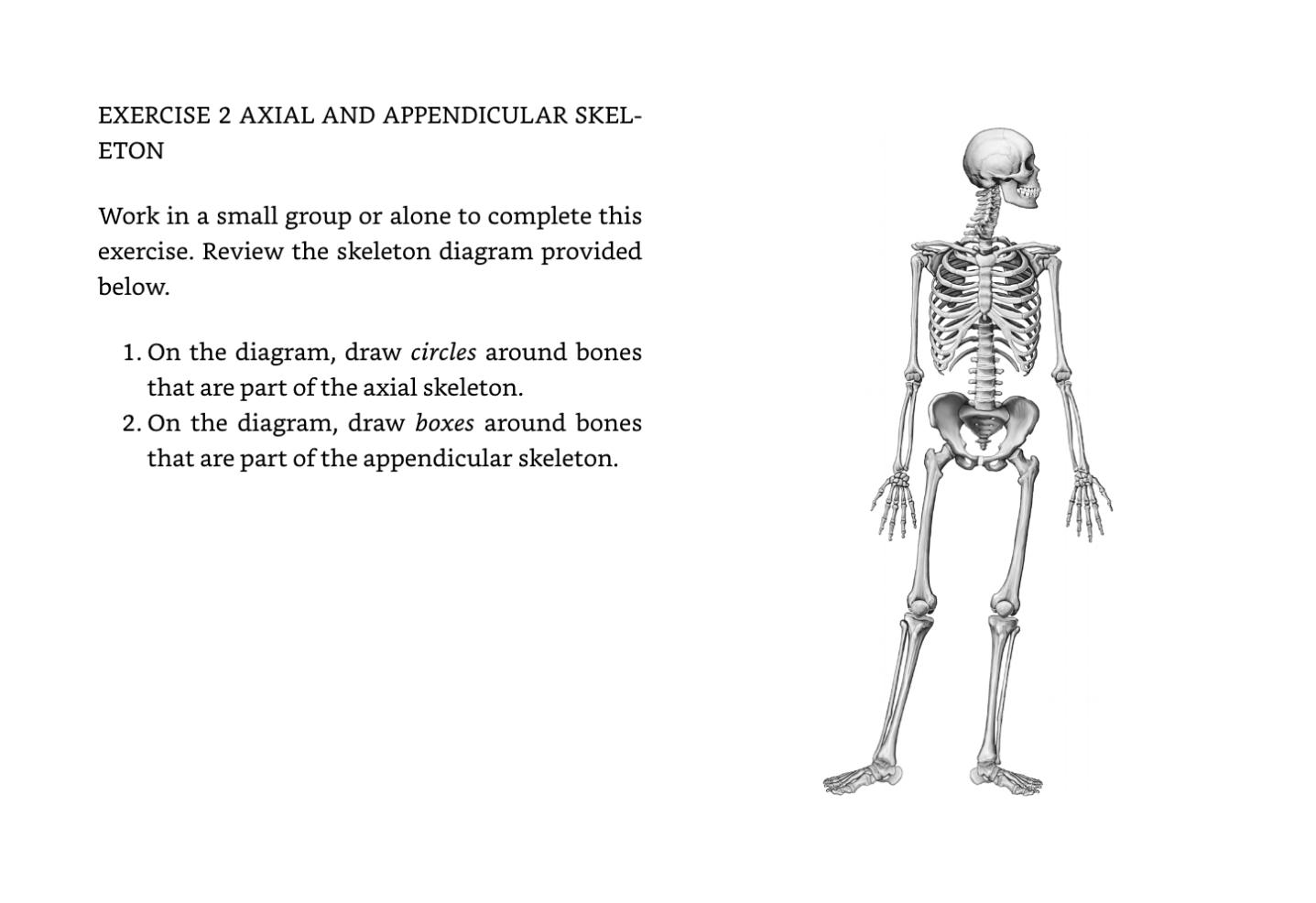 appendicular skeleton diagram