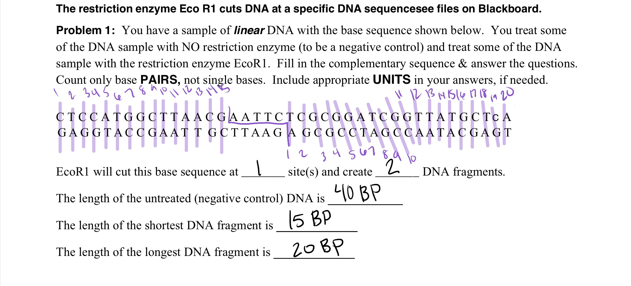 Solved The restriction enzyme Eco R1 cuts DNA at a specific | Chegg.com