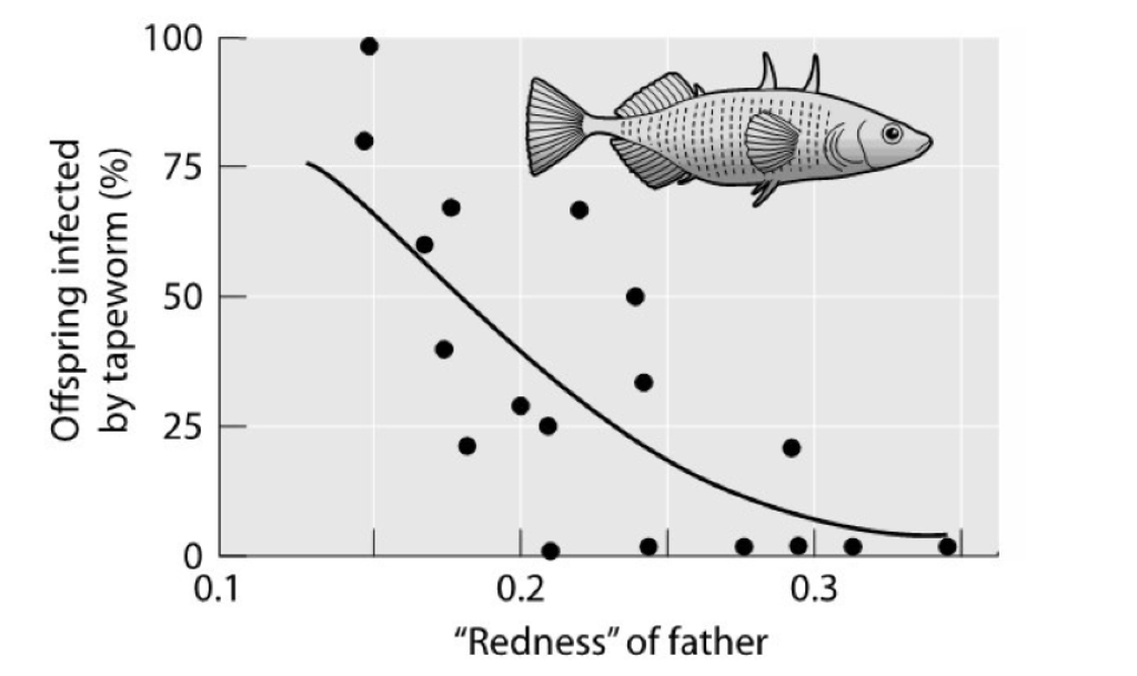 Solved Female sticklebacks prefer males with brighter red | Chegg.com