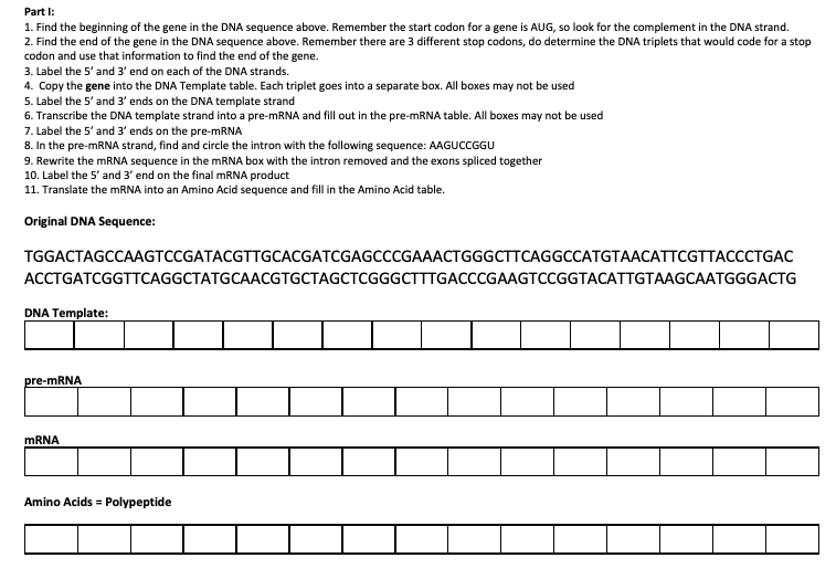 Solved Part I: 1. Find the beginning of the gene in the DNA | Chegg.com